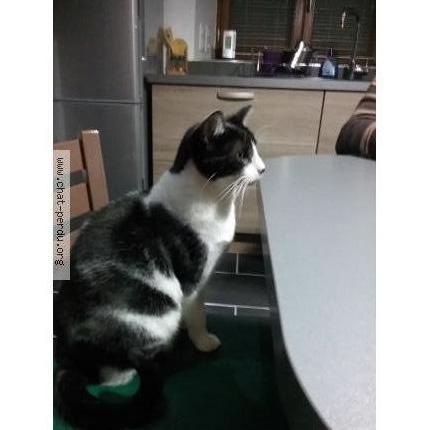 Photo 1/1 Marlow Chat perdu à Visseiche