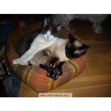 Nout Chat Perdu A Eveux Chat Perdu France Nout Chat Perdu A Eveux Chat Perdu France