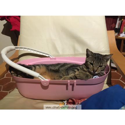 Photo 1/1 Cœur d'amour Chat perdu à Logron