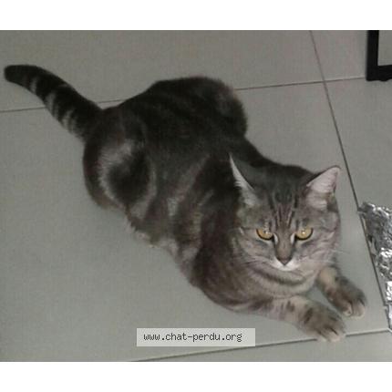 Photo 1/1 Mimi Chat perdu à Lambesc