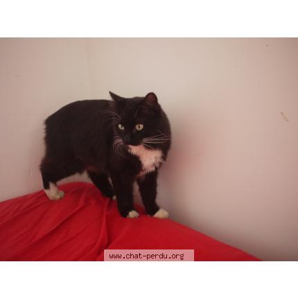 Photo 1/1 Malo Chat perdu à Challans