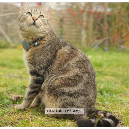 Photo 1/1 Inara Chat perdu à Saint vincent de paul