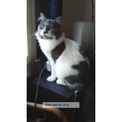 Photo 1/1 BOUBOULE Chat perdu à Pressignac