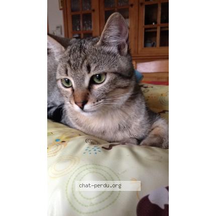 Photo 1/1 Léo Chat perdu à Voiron