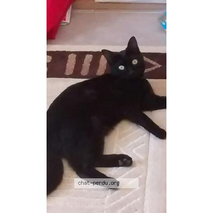 Photo 1/1 Cookie Chat perdu à Aubagne