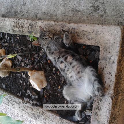 Photo 2/3 Juanita Chat perdu à Draguignan