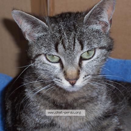 Photo 3/3 Juanita Chat perdu à Draguignan