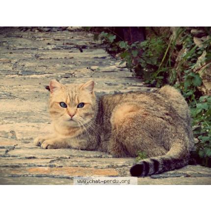 Photo 1/1 Didi Chat perdu à Velone orneto