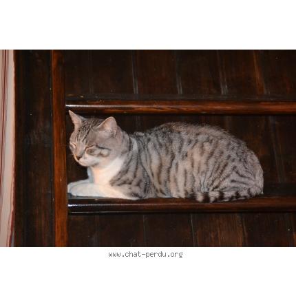 Photo 1/1 Bébé Chat perdu à Saint nazaire