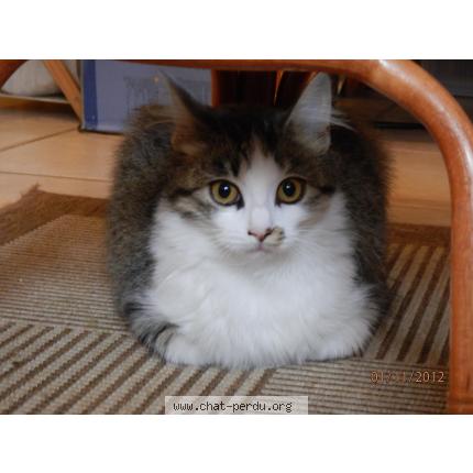 Photo 1/1 Helea Chat perdu à Demu