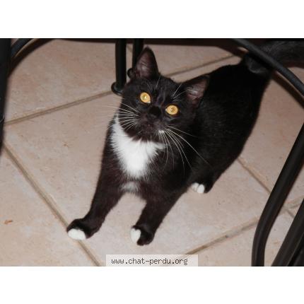 Photo 1/1 Imber Chat perdu à Demu