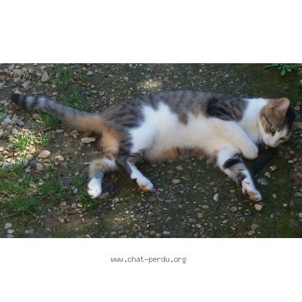 Photo 1/1 Sucré Chat perdu à Ventelay