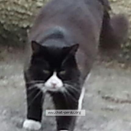 Photo 1/1 Iris Chat perdu à Neauphlette