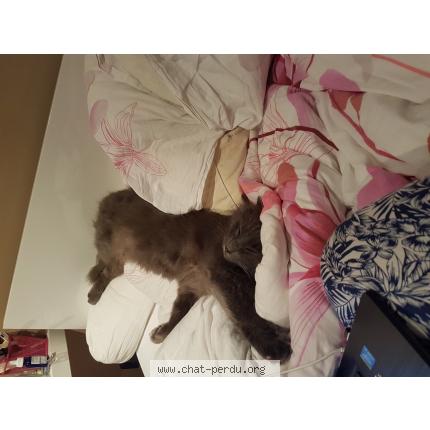 Photo 1/1 Grim Chat perdu à Quincampoix