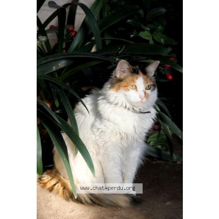 Chat montceau les mines