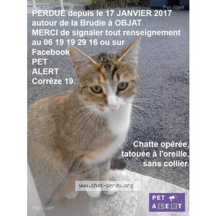 Photo 1/1 Apéro ou mimine Chat perdu à Objat