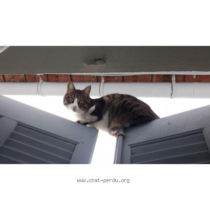 Photo 1/1 Leia Chat perdu à Toulon