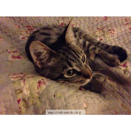 Photo 1/1 LANA Chat perdu à Saint esteve