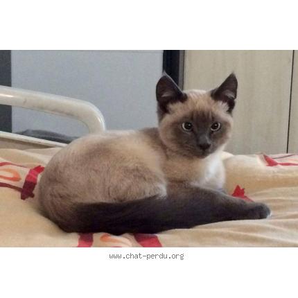 Chat cavaillon