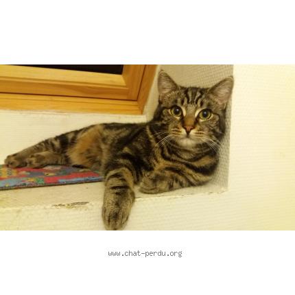 Leon Chat Perdu A Nogent Sur Oise Chat Perdu France Leon Chat Perdu A Nogent Sur Oise Chat Perdu France