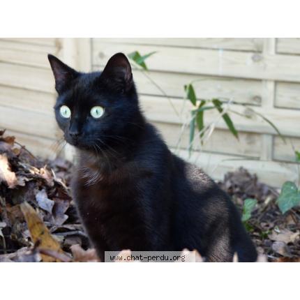 Photo 1/1 Noé Chat perdu à Gujan mestras