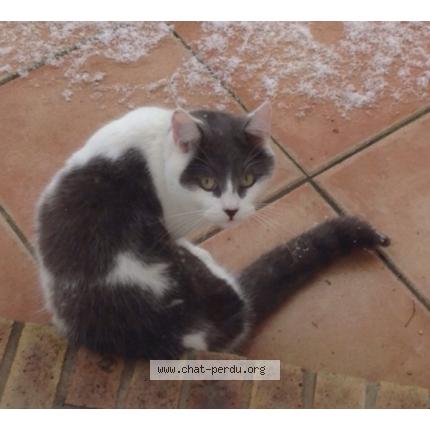 Photo 1/1 Ozzy Chat perdu à Cely en biere