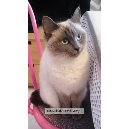 Flanelle Chat Perdu A Nantes Chat Perdu France