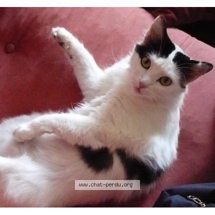Photo 1/1 Sian Chat perdu à Ales
