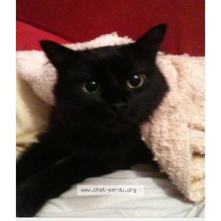 minuscule chatte noire