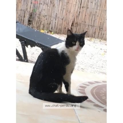 Chat ivry sur seine