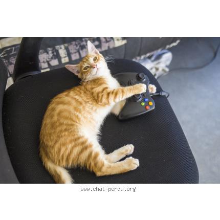 Chat alencon