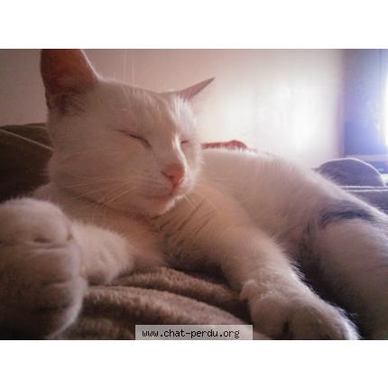 Chat handicapé rencontre