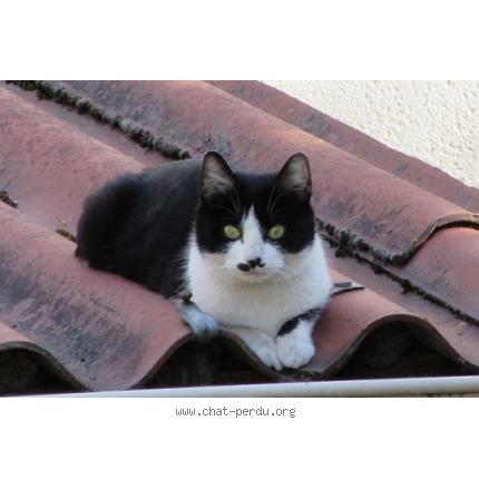 Chat norvegien a adopter