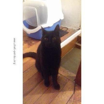 Chat norvegien a adopter
