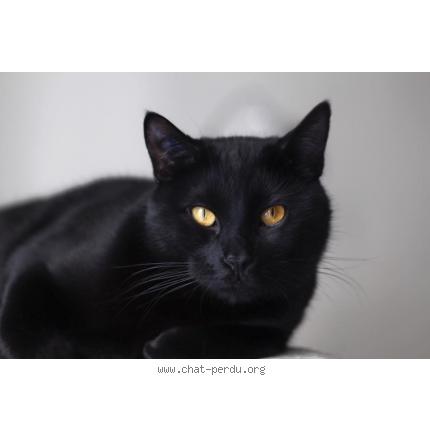 Photo 1/1 Mischka Chat perdu à Paris