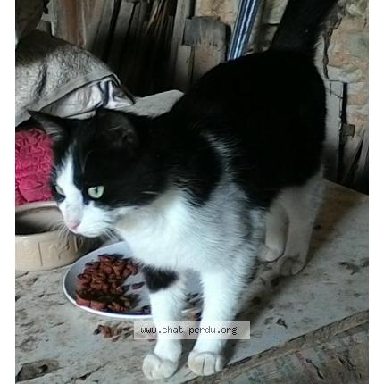 Chat les mureaux