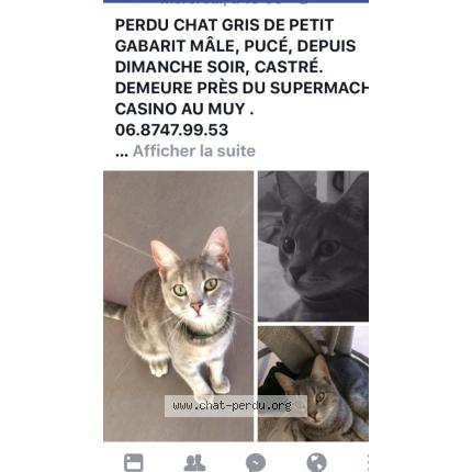 affiche de chat perdu
