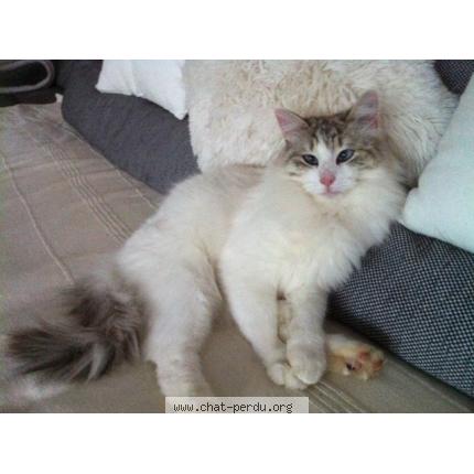 Photo 1/1 OZY Chat perdu à Montagnole