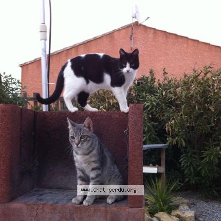 Photo 1/1 tygips Chat perdu à Aigues vives