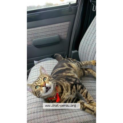 Photo 1/1 Fyfy Chat perdu à Val et chatillon