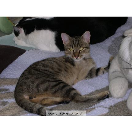 Photo 1/1 Barnabé Chat perdu à Strasbourg