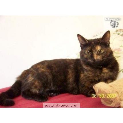 Photo 1/1 Lizzie Chat perdu à Le vesinet