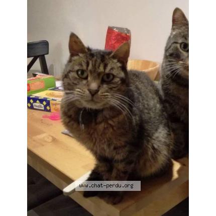 Photo 1/1 Chipie Chat perdu à Cesson