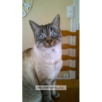 Photo 1/1 HINA Chat perdu à Brech