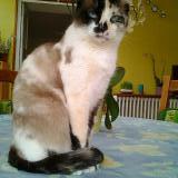 Photo de chat perdu à Laval