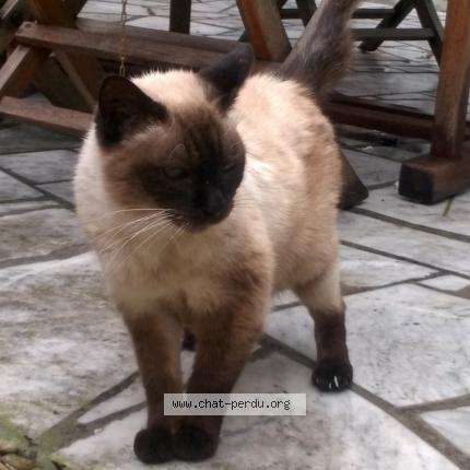 320123 Chat Trouve Et Rendu A Roubaix Chat Perdu France