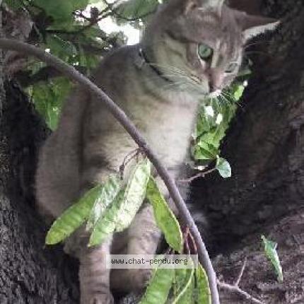 Gribouille Chat Perdu A Port Saint Pere Chat Perdu France