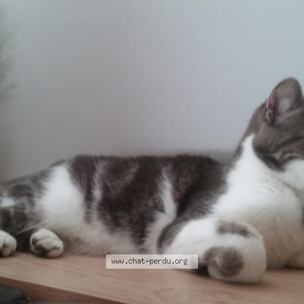 Photo 1/1 SUSHI Chat perdu à Saint vivien de medoc