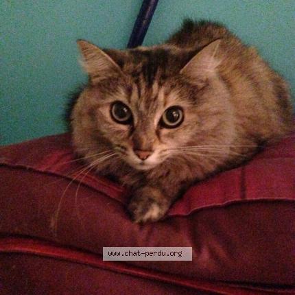 3241 Cannelle Chat Perdu A Tavel Aire Autoroute Chat Perdu France 3241 Cannelle Chat Perdu A Tavel Aire Autoroute Chat Perdu France