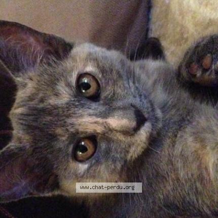 Photo 1/1 Plume Chat perdu à Montchauvet